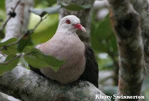 Pink pigeon